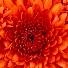 ������ �������, ������, 69 ���