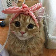 �����, 43 ����, �������