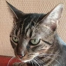 �������, �����, 50 ���