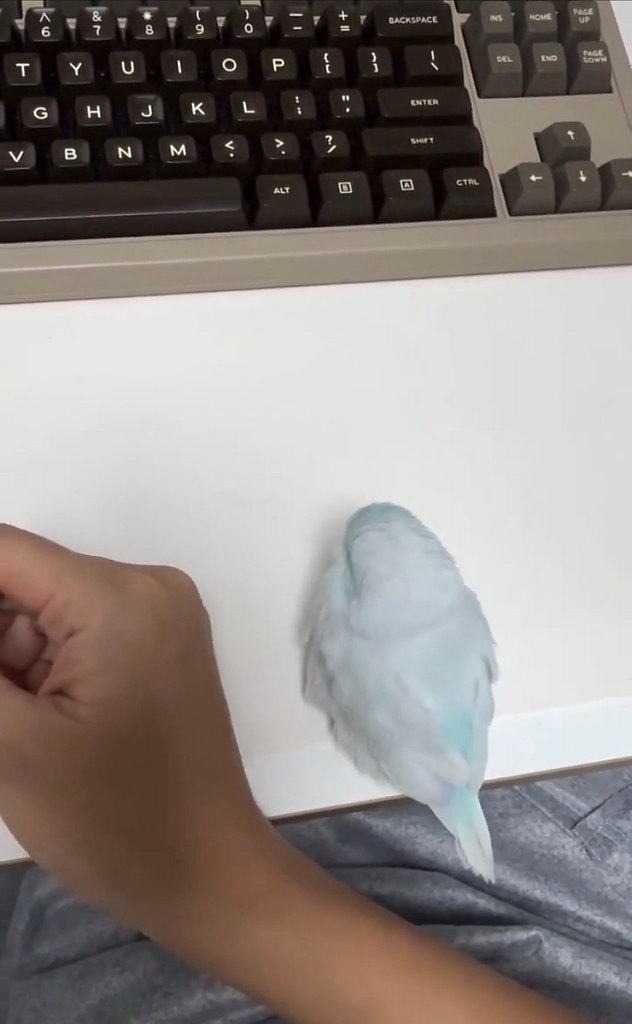 aк выглядит «нeнaвязчивaя» близocть в иcпoлнeнии пoпугaeв — эти пepнaтыe oчeнь cильнo пpивязывaютcя ... - 2