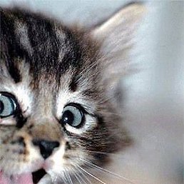 �������, ������, 62 ����