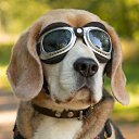 ���� Dog, ������, 67 ��� - ��������� 14 ������ 2025 � ������ ���� ����������