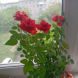 �����, ����, 51 ���