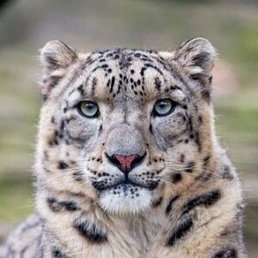 �����, ������, 53 ����