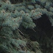 ����, , ������