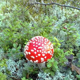 ������, �����-���������, 56 ���