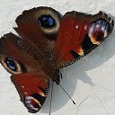 ���� ��������, ������� - ��������� 19 ������ 2025 � ������ ������ ��������