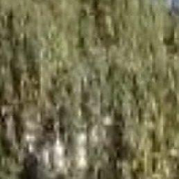 ������, ������, 39 ���