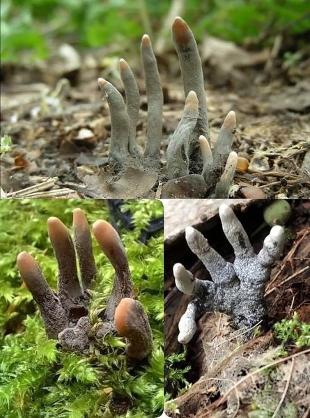 :) ГРИБ Xylaria polymorpha - «Пальцы мертвеца» , один из самых отвратительных грибов в мире. А еще ...