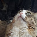 ���� �������, �����������, 53 ���� - ��������� 15 ������ 2025 � ������ ������ ��������