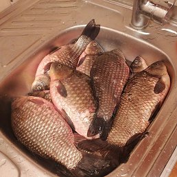 �����, ������, 53 ����