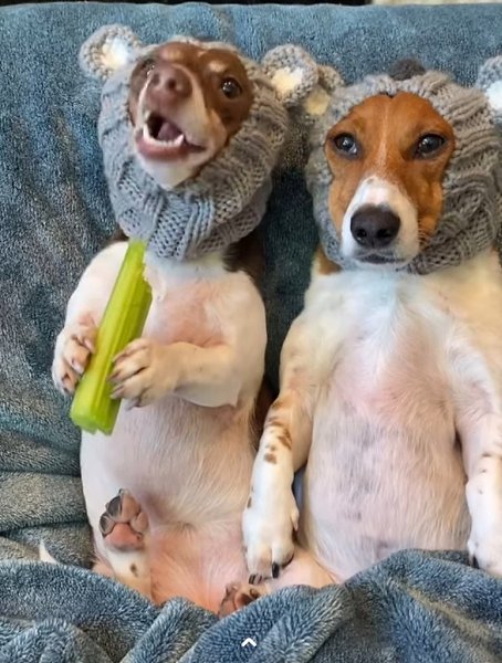 - Сельдерей будешь? - А что это ? - Жутко полезная штука! Попробуй, больше не захочешь. - Вот всегда ...