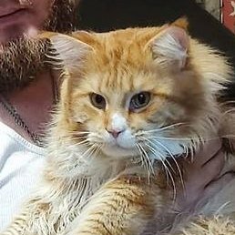 �������., �����-���������, 37 ���