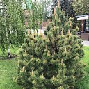  Alla,  , 55  -  23  2025    ,  2025