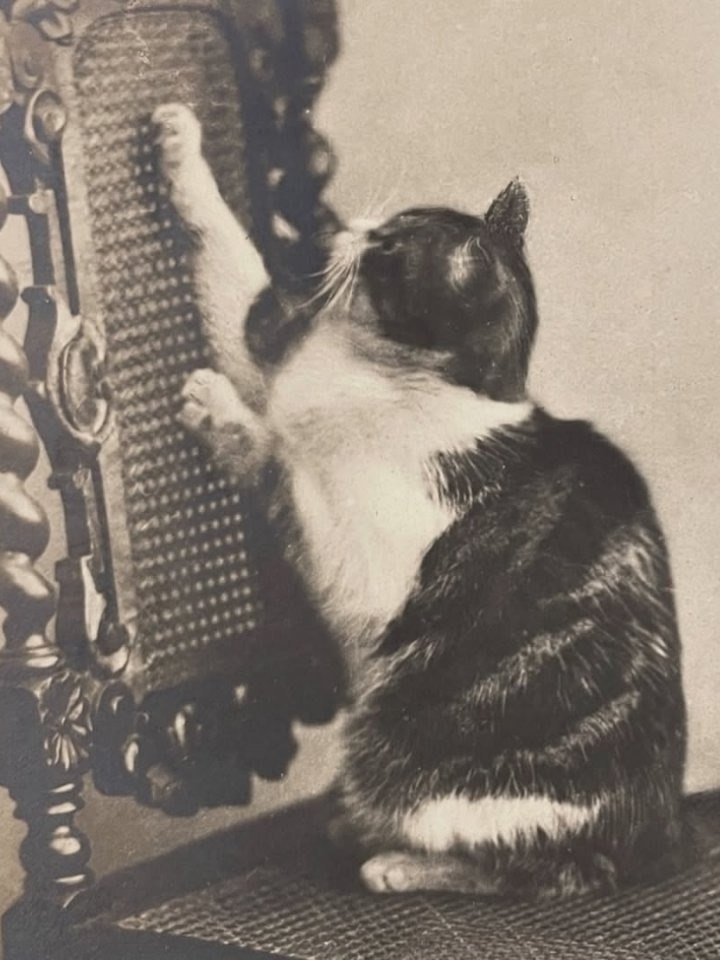 Этим кадрам больше века... Тогда фотография была сложным и долгим делом: громоздкая камера, штатив, ... - 5