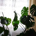���� �����, ������, 52 ���� - ��������� 9 ������� 2024