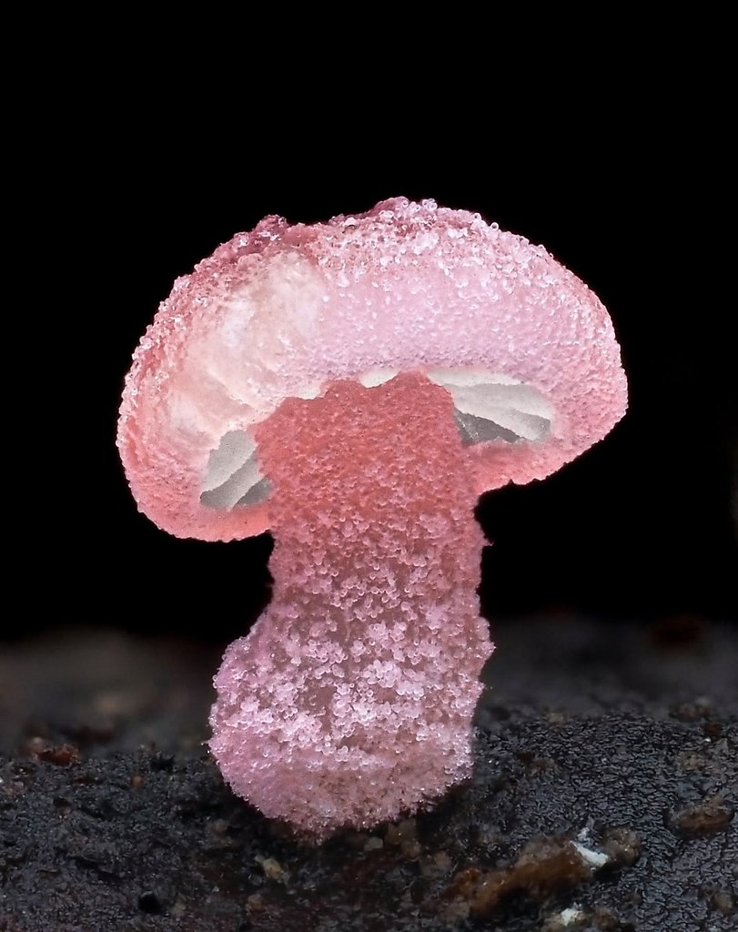 ��� Mycena roseoflava - ����������� ��������, ������� �������� ��� ������ �������� �������. ���� ...