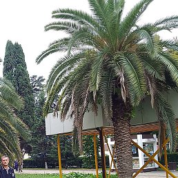 �������, ���������, 20 ���