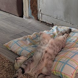 ���������, ������, 36 ���