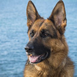 �����, ������, 67 ���