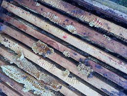 �����������