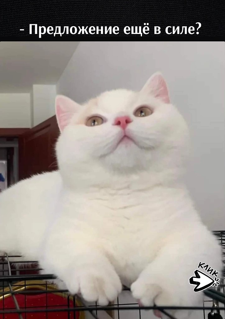 ��� ���� � ����� �� �� - 25 ������� 2026 � 11:00