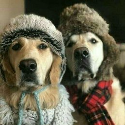 �����, �����-���������, 81 ���