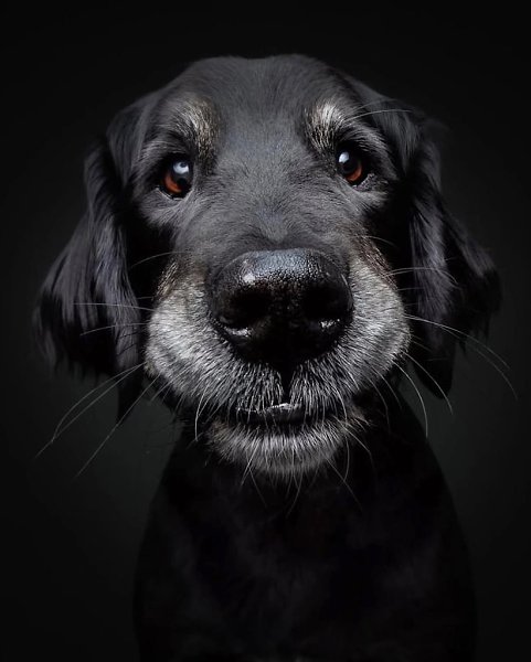 Кристиан Вилер решил прославить пожилых собак, объединив фотографию и эмоции, чтобы запечатлеть их ... - 8