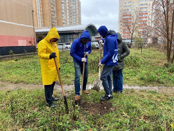 Жители ул. Горького 16А, 16Б, 16В высадили Аллею из Сирени и Липы - 2