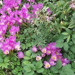 �����, ������, 50 ���