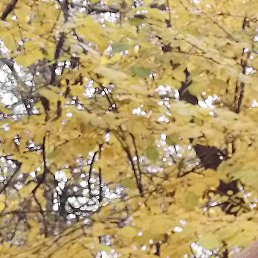 �������, ������, 45 ���