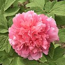 ���� ������, �����, 71 ��� - ��������� 27 ������ 2025 � ������ ���� ����������