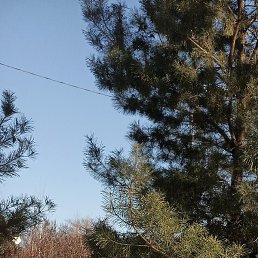 ��������, �������, 54 ����