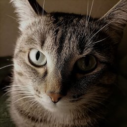 �������, �����������, 28 ���