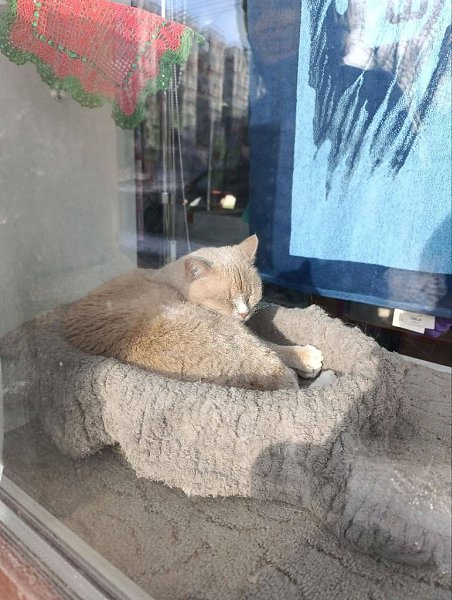 Кошка Муся отдыхает после обеда в одном из швейных магазинов Петербурга.