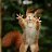 ���� Sofi, ������, 42 ���� - ��������� 13 ��� 2026