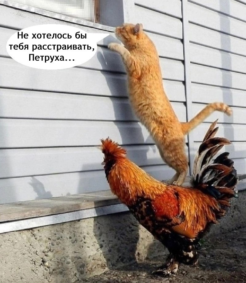 Мужик опять без жены остался - 2
