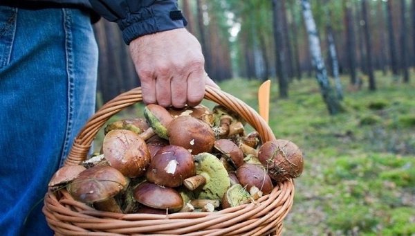 В лесах Подмосковья начался летний сезон сбора грибов. В настоящее время можно найти лисички, ...