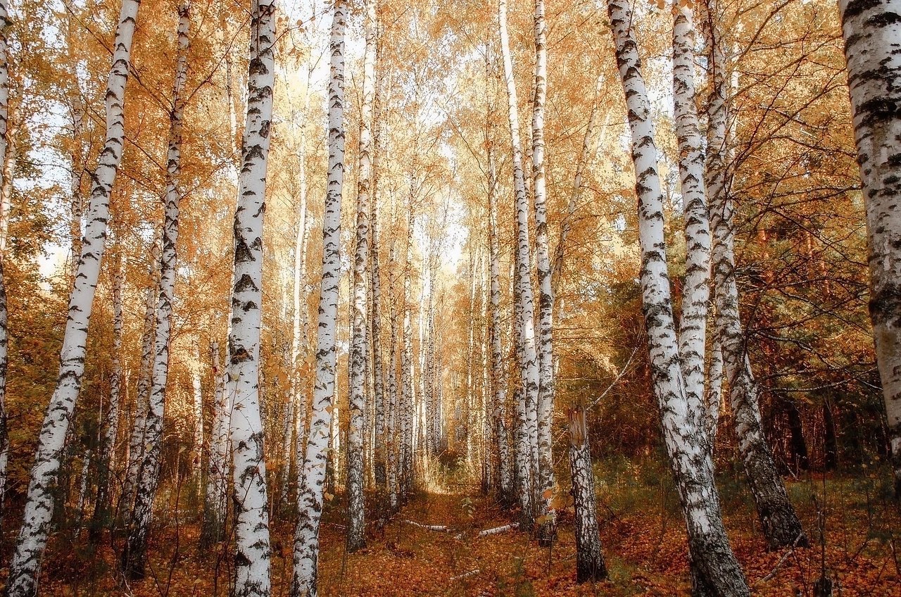 pacки oceни, Липeцкaя oблacть.oтo: aкcим Чуpляeв - 2