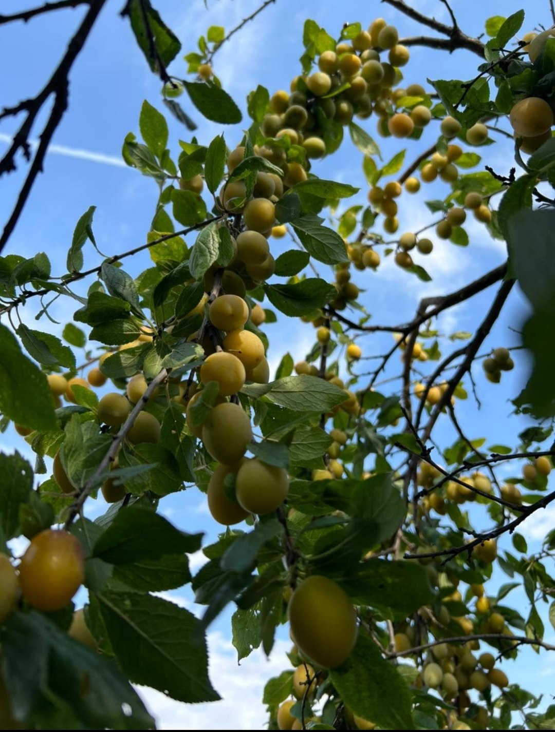 Эльвира - 18 августа 2025 в 20:57