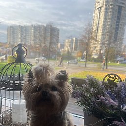 ����, ���������, 38 ���