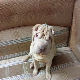 ������, ������, 62 ����