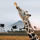 ���� ������, �����, 62 ���� - ��������� 22 ������ 2025 � ������ ���� ����������