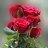 ���� Tnhaliq Rk, ����, 58 ��� - ��������� 24 ������ 2026