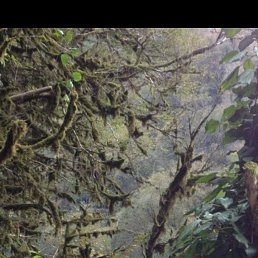 ����, 37 ���, ��������