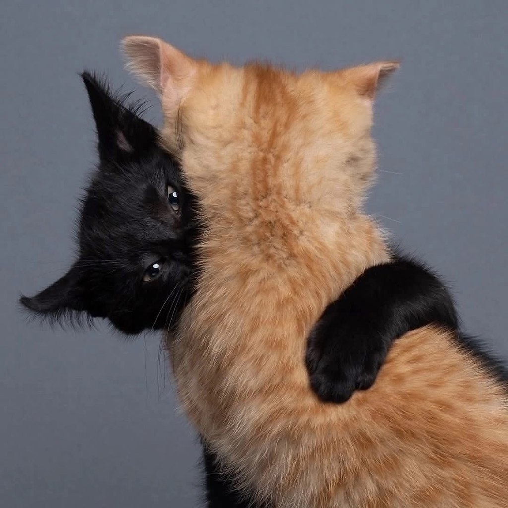 Звучит как фантастика, но это факт: Нильс — профессиональный катограф. Не фотограф, а именно ... - 7