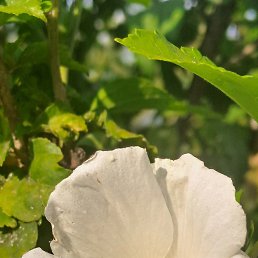 ���� ��������, ���������, 57 ��� - ��������� 10 ������� 2025