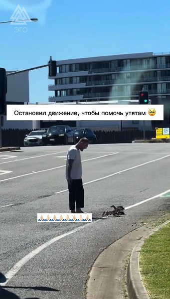 Мужчина остановил движение на дороге, чтобы помочь утятам перейти дорогу