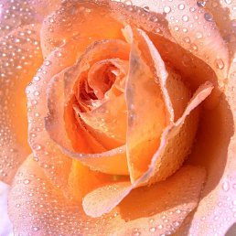 �������, �������, 50 ���