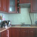 ���� Gerom, ������� - ��������� 5 ������� 2026 � ������ ���� ����������